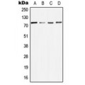 LifeSab™ MELK Rabbit pAb (50 µl)