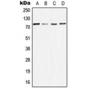 LifeSab™ MELK Rabbit pAb (50 µl)