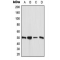 LifeSab™ ANGPTL7 Rabbit pAb (50 µl)