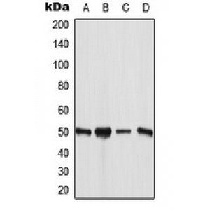 LifeSab™ ANGPTL7 Rabbit pAb (50 µl)