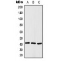 LifeSab™ Histone Deacetylase 8 (pS39) Rabbit pAb (50 µl)