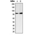 LifeSab™ MARK4 Rabbit pAb (50 µl)