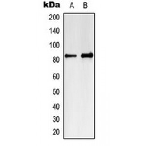 LifeSab™ MARK4 Rabbit pAb (50 µl)