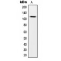 LifeSab™ CARD14 Rabbit pAb (50 µl)