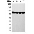 LifeSab™ ATRIP Rabbit pAb (50 µl)