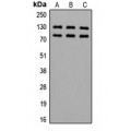 LifeSab™ Alpha-adducin (pS726/713) Rabbit pAb (50 µl)