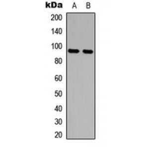LifeSab™ AMPD2 Rabbit pAb (50 µl)