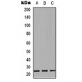 LifeSab™ CD9 Rabbit pAb (50 µl)