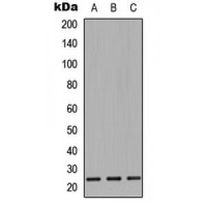 LifeSab™ CD9 Rabbit pAb (50 µl)