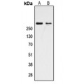 LifeSab™ CBP Rabbit pAb (50 µl)