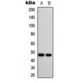 LifeSab™ CTBP1 Rabbit pAb (50 µl)