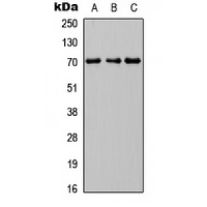 LifeSab™ INPP5J Rabbit pAb (50 µl)