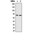 LifeSab™ c-Myb Rabbit pAb (50 µl)