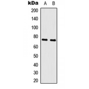LifeSab™ c-Myb Rabbit pAb (50 µl)