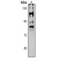 LifeSab™ NPAS4 Rabbit pAb (50 µl)