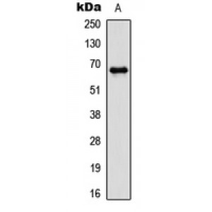 LifeSab™ PAK1 (pT212) Rabbit pAb (50 µl)