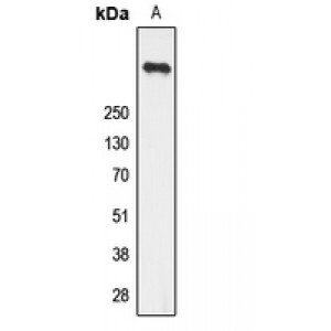 LifeSab™ Ryanodine Receptor 2 (pS2808) Rabbit pAb (50 µl)