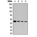 LifeSab™ Beta-tubulin Rabbit pAb (50 µl)