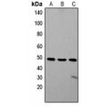 LifeSab™ ZIC1/2/3 Rabbit pAb (50 µl)