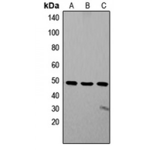 LifeSab™ ZIC1/2/3 Rabbit pAb (50 µl)