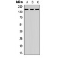 LifeSab™ BCR Rabbit pAb (50 µl)