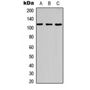 LifeSab™ c-CBL (pY700) Rabbit pAb (50 µl)