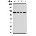 LifeSab™ PE2 (pT526) Rabbit pAb (50 µl)