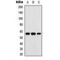 LifeSab™ c-Myc Rabbit pAb (50 µl)