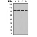 LifeSab™ NF-kappaB p105 Rabbit pAb (50 µl)