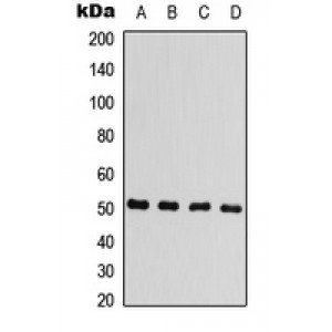 LifeSab™ Beta-arrestin-1 Rabbit pAb (50 µl)