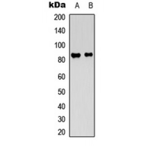 LifeSab™ Ataxin 1 Rabbit pAb (50 µl)