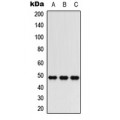 LifeSab™ CD88 Rabbit pAb (50 µl)