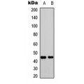 LifeSab™ CD182 (pS347) Rabbit pAb (50 µl)