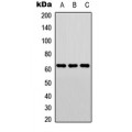 LifeSab™ ELK1 Rabbit pAb (50 µl)