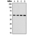 LifeSab™ GSK3 alpha Rabbit pAb (50 µl)