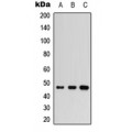 LifeSab™ IKK gamma Rabbit pAb (50 µl)