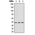 LifeSab™ CD213a1 Rabbit pAb (50 µl)