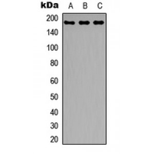 LifeSab™ IRS1 Rabbit pAb (50 µl)