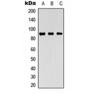 LifeSab™ MARK2 Rabbit pAb (50 µl)