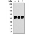 LifeSab™ PAK1/2/3 Rabbit pAb (50 µl)
