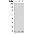 LifeSab™ PEA15 Rabbit pAb (50 µl)