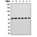 LifeSab™ ROR alpha Rabbit pAb (50 µl)