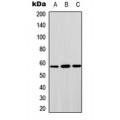LifeSab™ STAM2 Rabbit pAb (50 µl)
