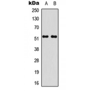 LifeSab™ STEAP4 Rabbit pAb (50 µl)