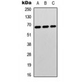 LifeSab™ p67 Rabbit pAb (50 µl)