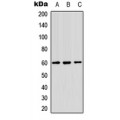 LifeSab™ NIPA Rabbit pAb (50 µl)