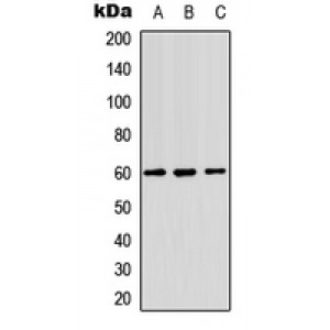 LifeSab™ NIPA Rabbit pAb (50 µl)