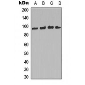 LifeSab™ FOXO3 (pS253) Rabbit pAb (50 µl)