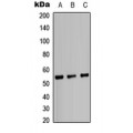 LifeSab™ IRF3 Rabbit pAb (50 µl)