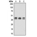 LifeSab™ ERK1/2 (pT202/Y204) Rabbit pAb (50 µl)